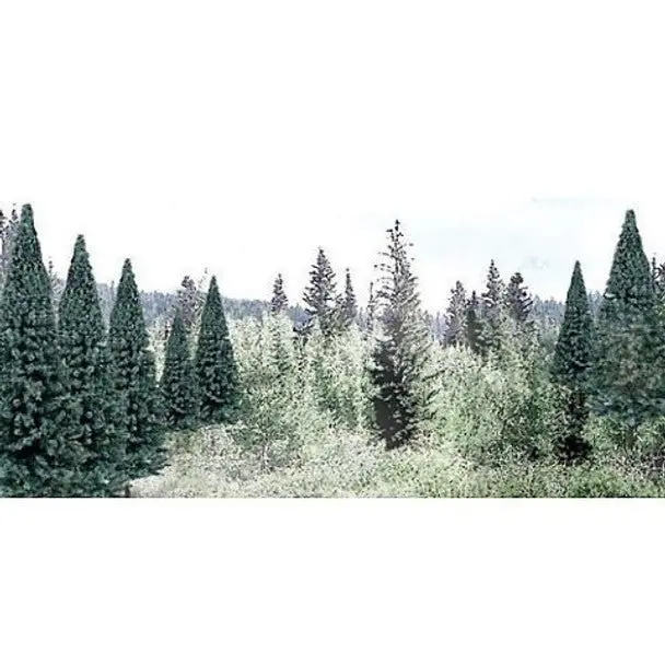 2-4" Blue Spruce 18Pk 1